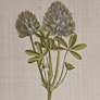 Martha Stewart Green Herbal Botany Framed Linen Canvas 4 Piece Set
