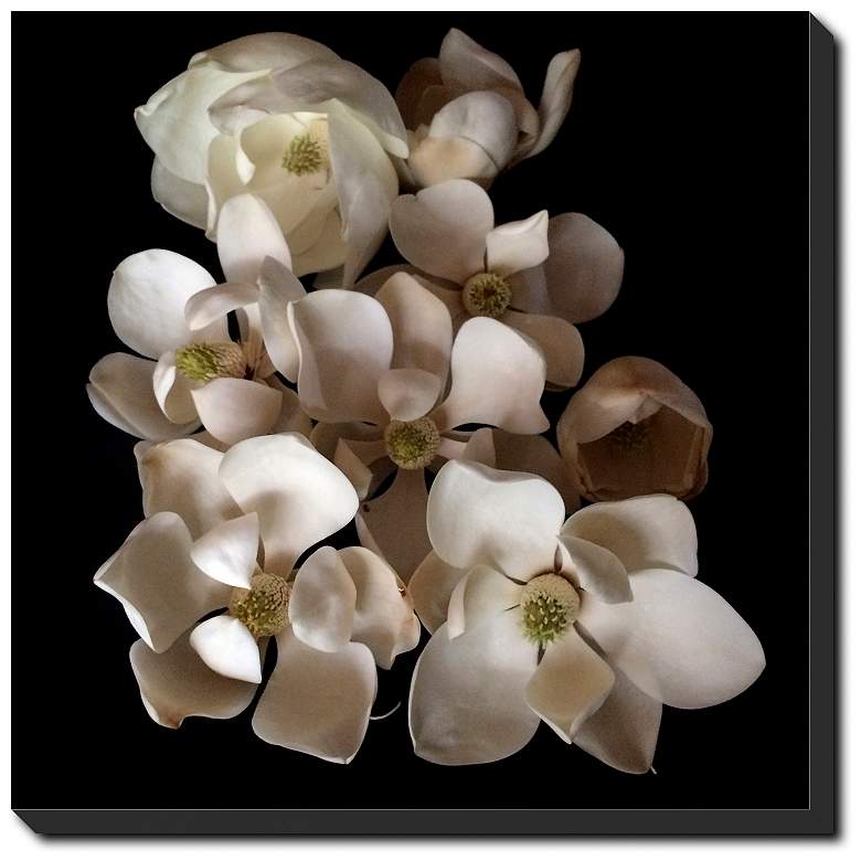 Image 1 Midnight Magnolia 36 In. by 36 In.  Gallery Wrap