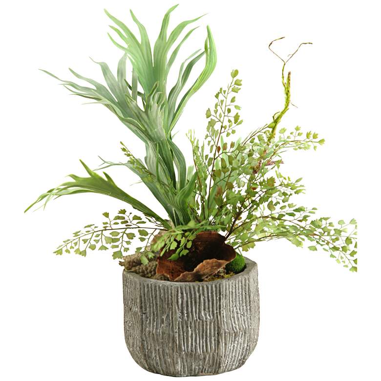 Image 1 Mixed Mini Staghorn and Flat Iron Fern 20 inch High in Bowl