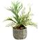 Mixed Mini Staghorn and Flat Iron Fern 20" High in Bowl