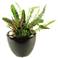 Mixed Succulent, Aloe and Echeveria 14"W in Ceramic Planter
