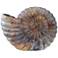 Moon Shell Natural 16" High Night Light Accent Table Lamp
