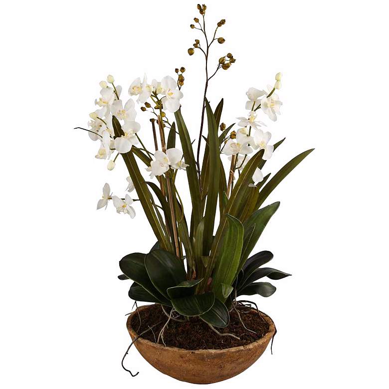 Moth Orchid Planter Floral Arrangement