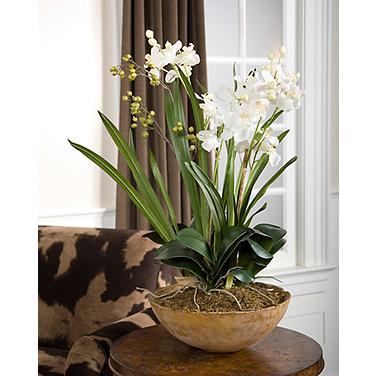 Moth Orchid Planter Floral Arrangement