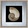 Nautilus Black and White Shell 20" Square Giclee Wall Art
