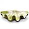 Orlandi Giant Clam Shell 48"W White Moss Outdoor Sculpture