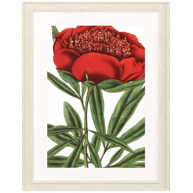 Image 3 Paeonia Officinalis 31"W x 41"H Framed Art