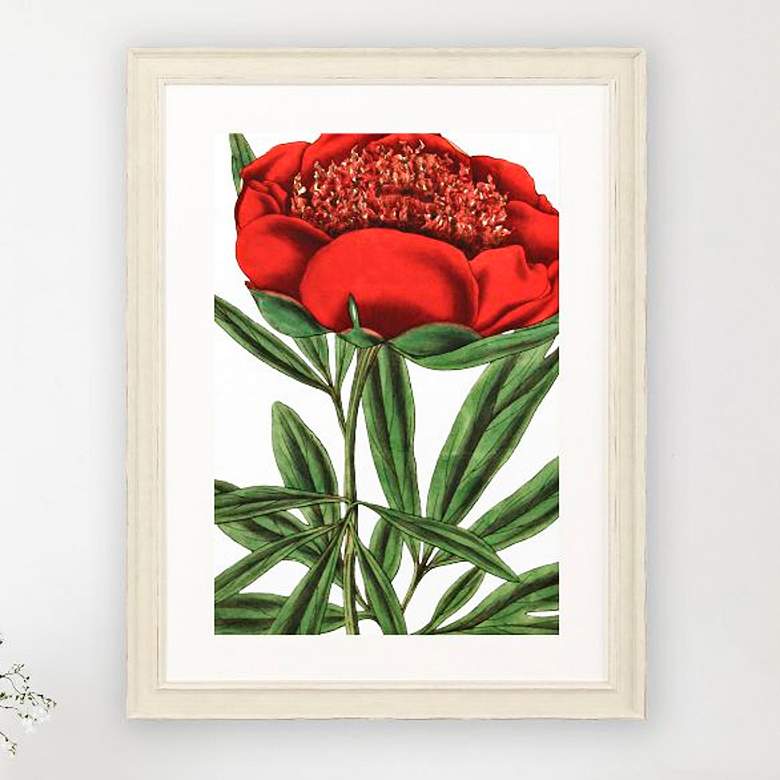 Image 2 Paeonia Officinalis 31"W x 41"H Framed Art