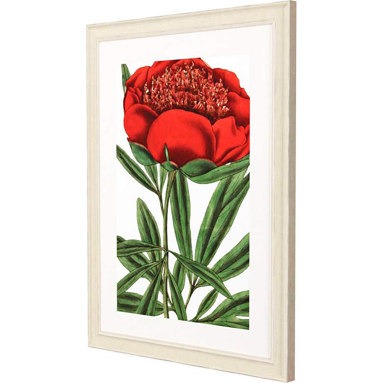 Image 5 Paeonia Officinalis 31"W x 41"H Framed Art more views