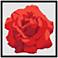 Perfect Rose Red 31" Square Black Frame Giclee Wall Art