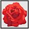 Perfect Rose Red 37" Square Black Frame Giclee Wall Art