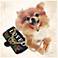 Pomeranian Unframed 23 1/4" Square Glass Graphic Wall Art