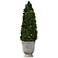 Preserved Boxwood Cone Topiary