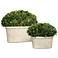 Preserved Boxwood Green Foliage 14"W Faux Planters Set of 2