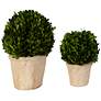 Preserved Boxwood Green Foliage 14"W Faux Planters Set of 2