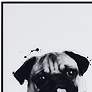 4_Pug 24" High Rectangular Framed Glass Wall Art more views