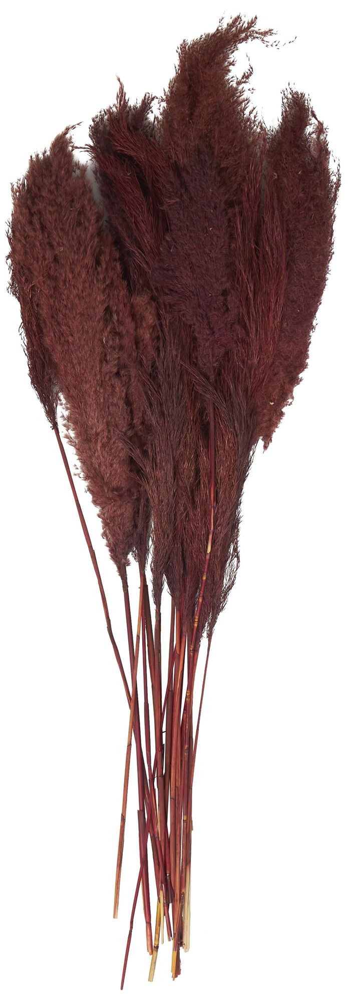 Image 4 Red Dried Plant Natural Natural Foliage, 7" x 3" x 43" more views