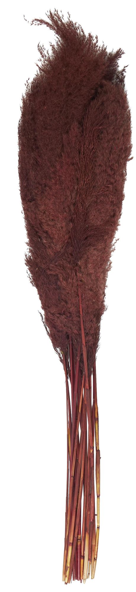 Image 5 Red Dried Plant Natural Natural Foliage, 7" x 3" x 43" more views