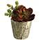 Red Echeveria and Burro Tail 9" High Faux Plant