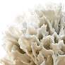 Regina Andrew Ribbon Coral (White) 7.25 Height