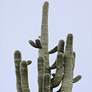 Thumbnail2 of Saguaro I 39" High Framed Giclee Wall Art more views