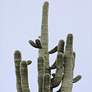 Saguaro I 39" High Framed Giclee Wall Art