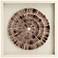 Sea Shell Circles 23 1/2" Square Framed Wall Art