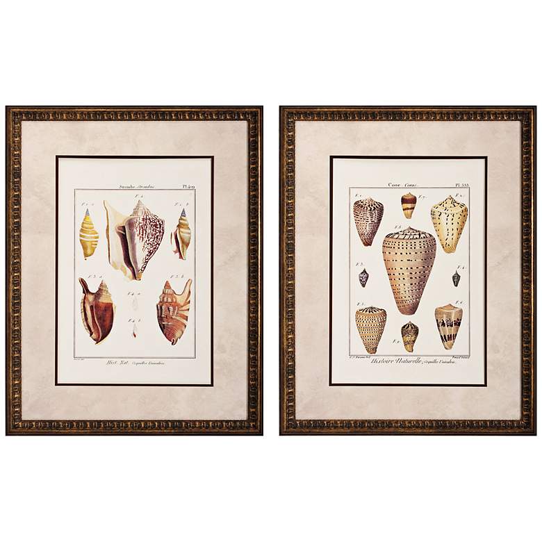 Image 1 Set of 2 Cone/Strombe 27 inch High Framed Seashell Wall Art