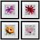 Set of 4 Bountiful Blooms 14" Square Black Framed Wall Art