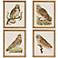 Set of 4 Nozeman Owls Wall Art Prints