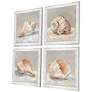 Shell Study 19" Square 4-Piece Giclee Framed Wall Art Set in scene