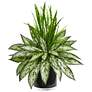 Silver Queen and Grass 20" High Faux Plant in Black Vase