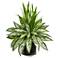 Silver Queen and Grass 20" High Faux Plant in Black Vase
