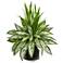 Silver Queen and Grass Artificial Plant in Black Vase