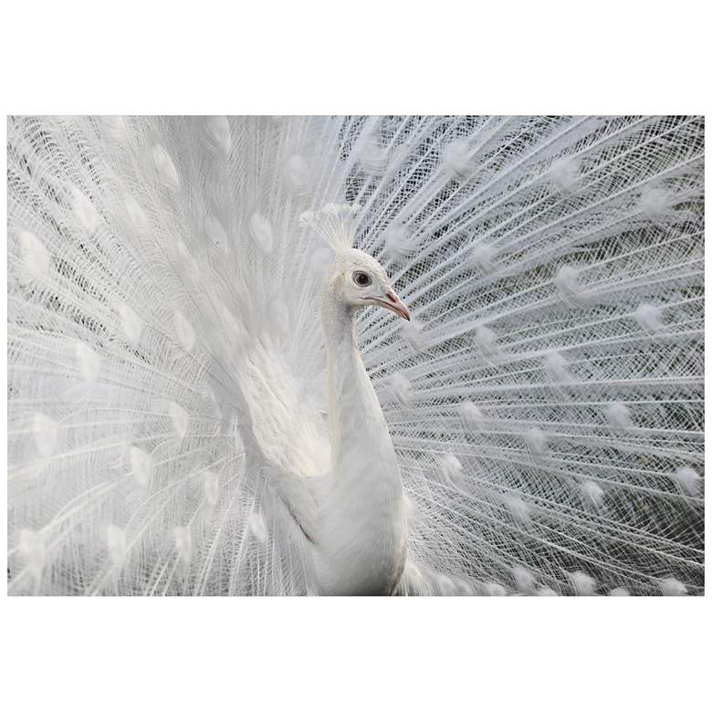 Image 1 Snow White Peacock 32 inch Wide Giclee Metal Wall Art
