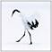 Snowy Egret Dance 1 36 In. by 36 In.  Framed Art