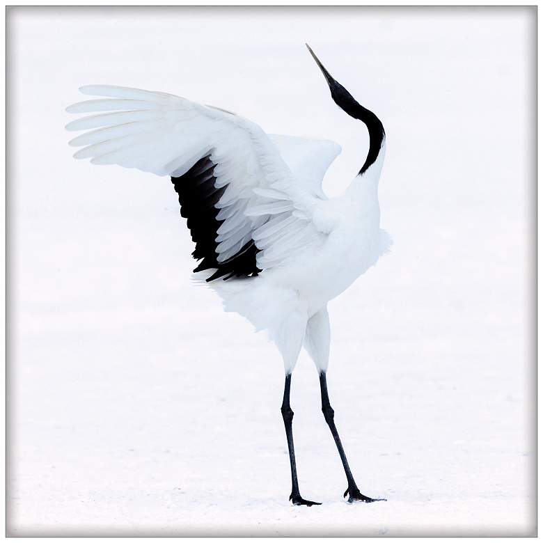 Image 1 Snowy Egret Dance 2 36 In. by 36 In.  Framed Art