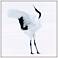 Snowy Egret Dance 2 36 In. by 36 In.  Framed Art
