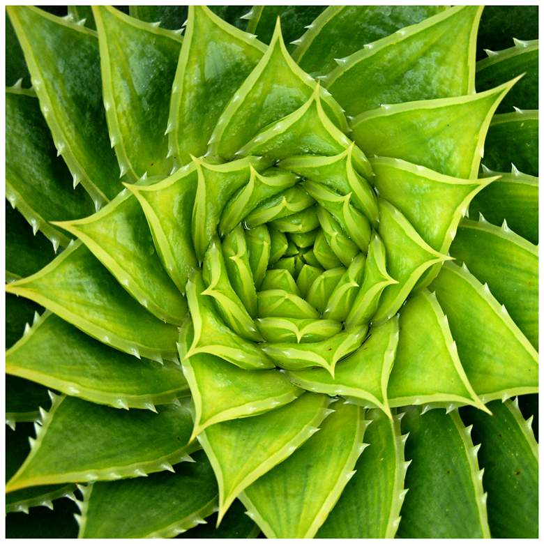 Image 1 Spiral Aloe 24" Square All-Season Indoor-Outdoor Wall Art