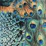 Thumbnail3 of Springcrest Dyna Peacock Print Drum Lamp Shade 14x16x11 (Spider) more views