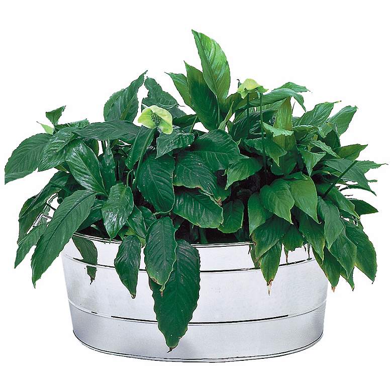Image 1 Stainless Steel Oval Planter Tub