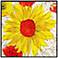 Sunflower Garden 30" Square Framed Wall Art