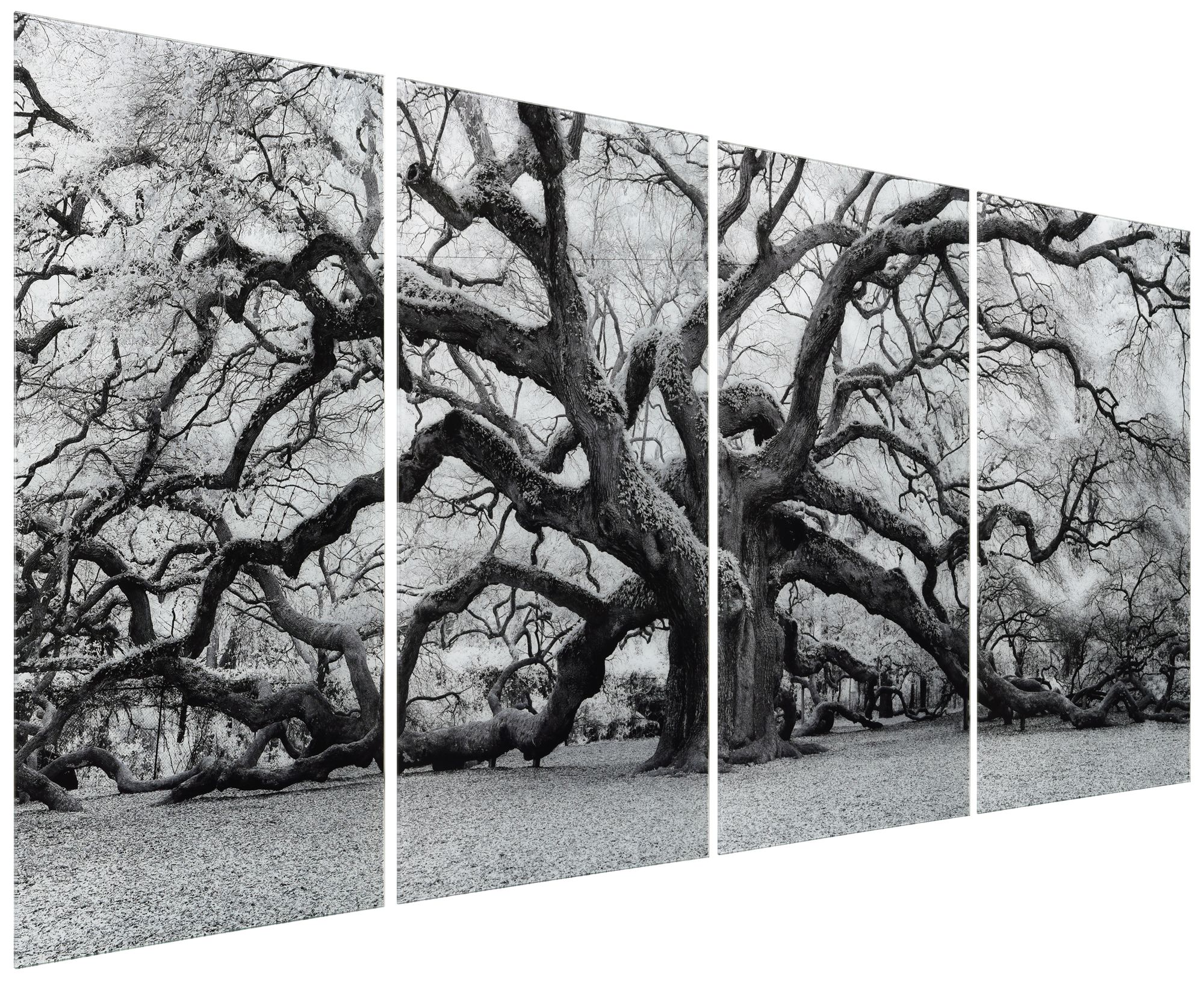 Image 2 The Angel Oak ABCD Frameless Reverse Printed Tempered Glass Wall Art Set more views