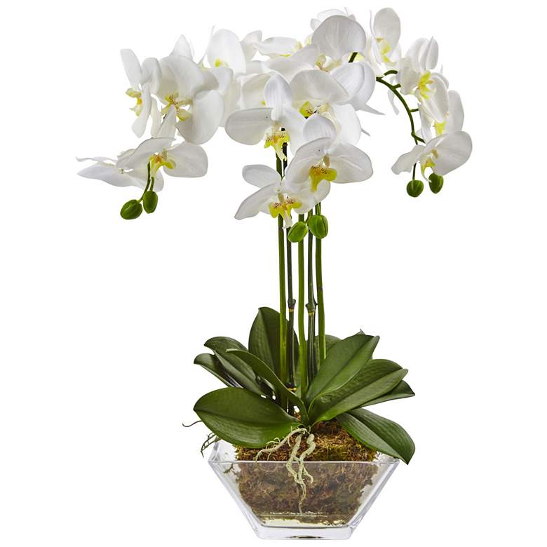 Image 1 Triple Phalaenopsis Orchid in Glass Vase