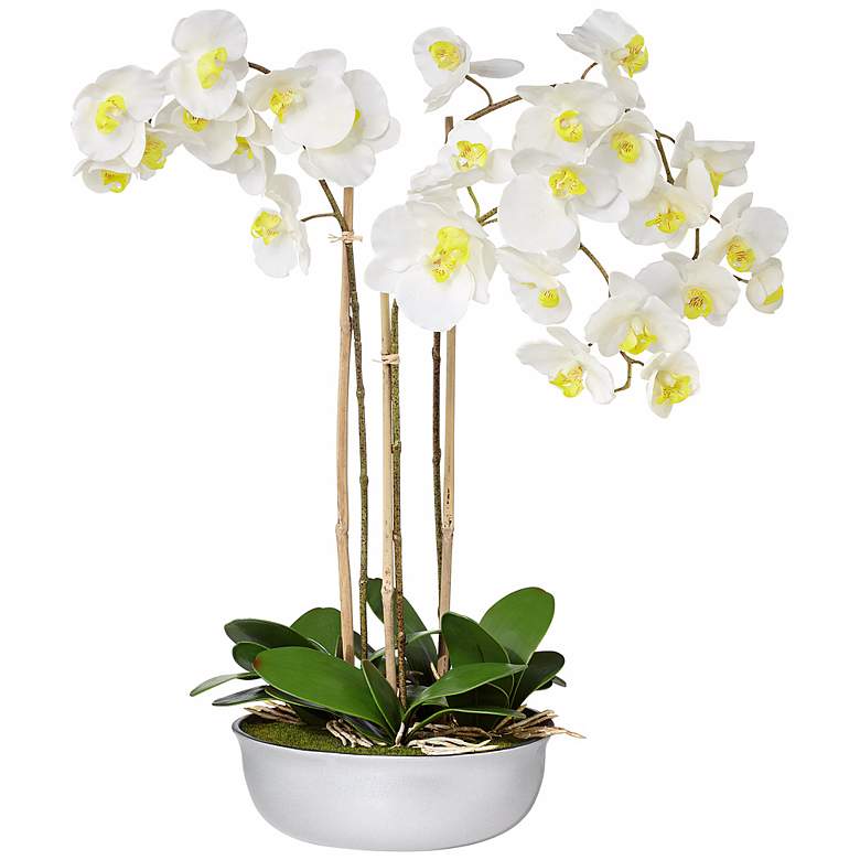 Image 1 Triple White Moth 32 inch Wide Orchids in Silver Ceramic Pot