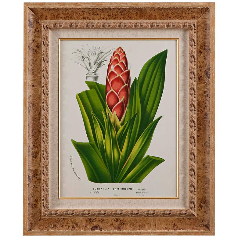 Image 1 Tropical Bromeliad I 35 inch High Framed Floral Wall Art