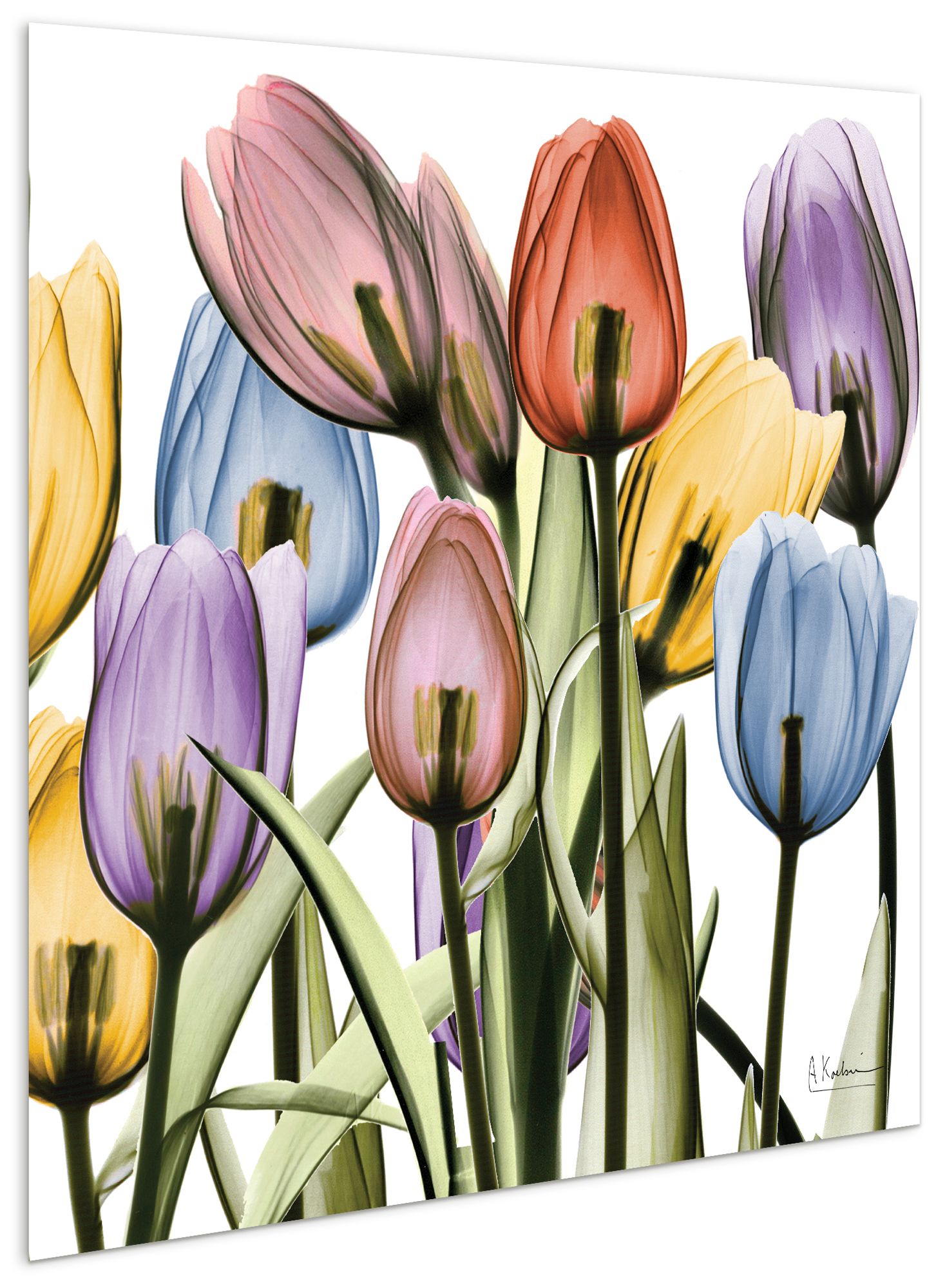 Image 2 Tulip Scape x-ray II" Frameless Tempered Glass Panel Graphic Wall Art more views