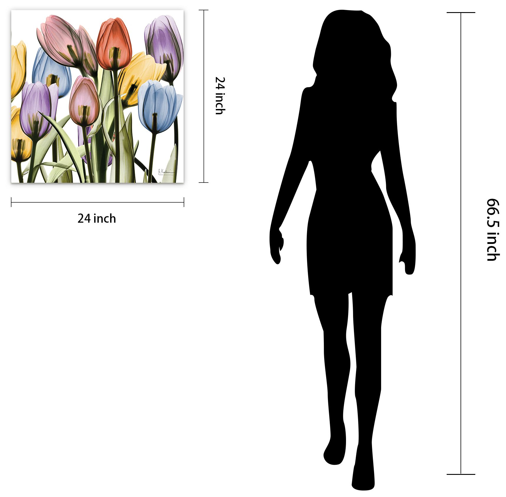 Tulip Scape x-ray II" Frameless Tempered Glass Panel Graphic Wall Art