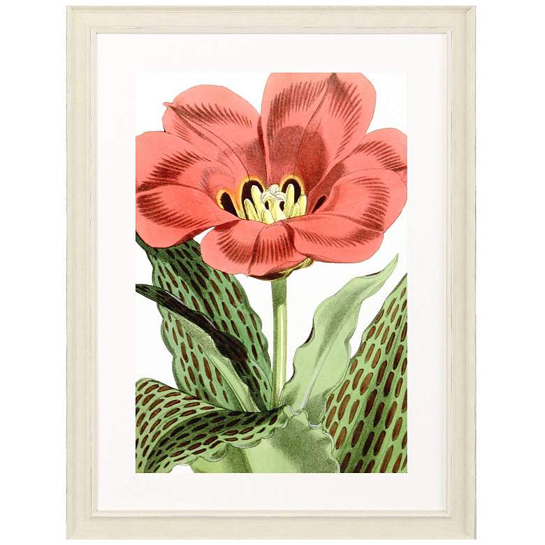 Image 3 Tulipa Greigii 31"W x 41"H Framed Art