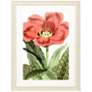 3_Tulipa Greigii 31"W x 41"H Framed Art